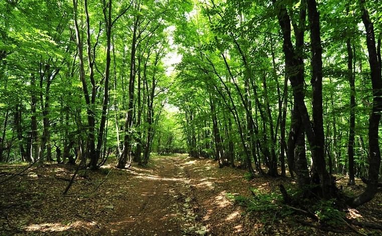 У прикордонних з Білоруссю районах Волині заборонили відвідувати ліс