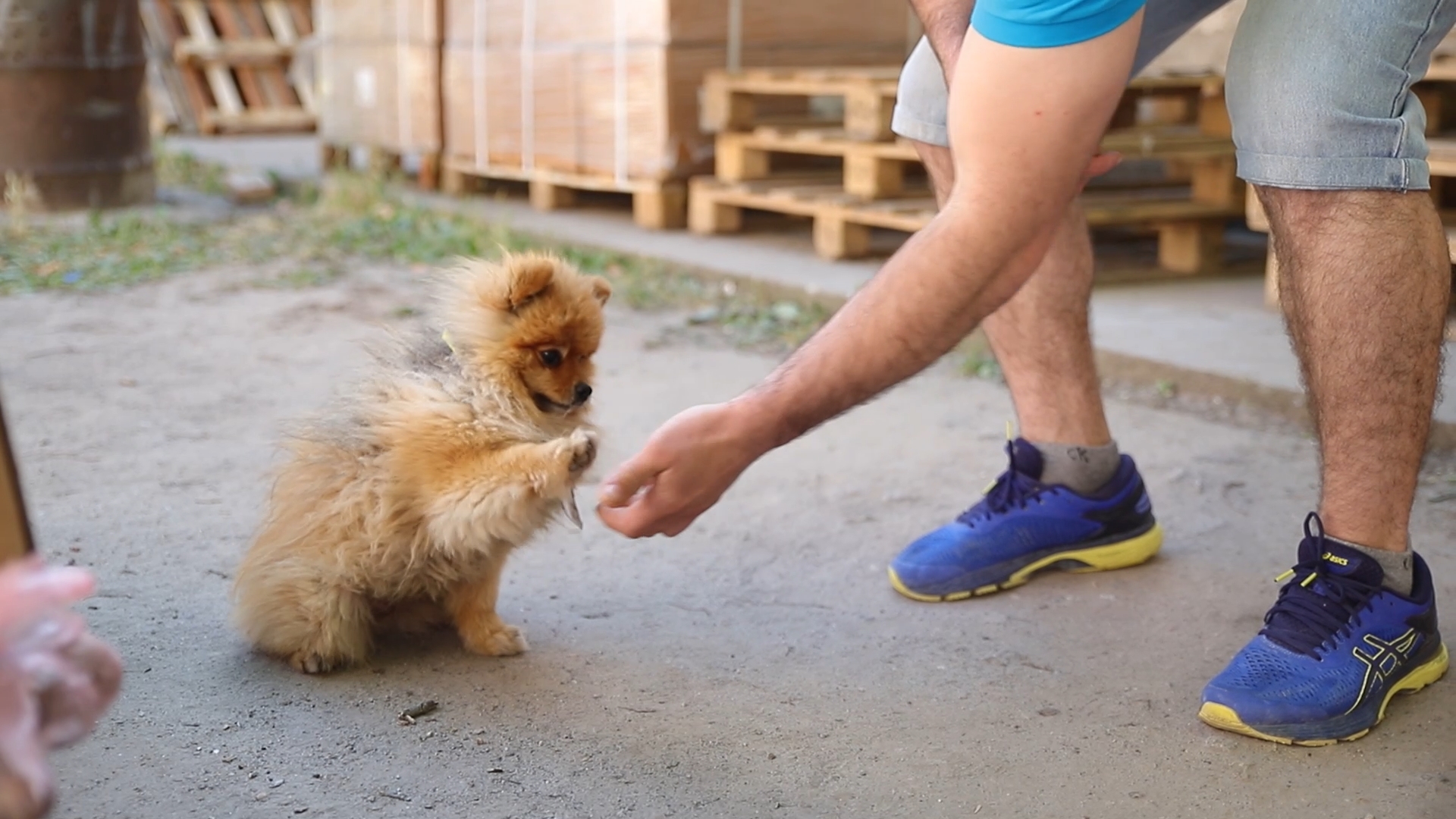 Як пес-переселенець Тед допомагає волонтерам у Кропивницькому
