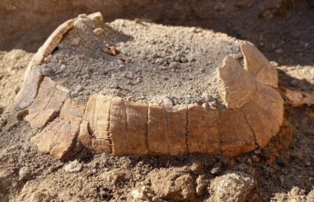 У Помпеях знайшли рештки вагітної черепахи