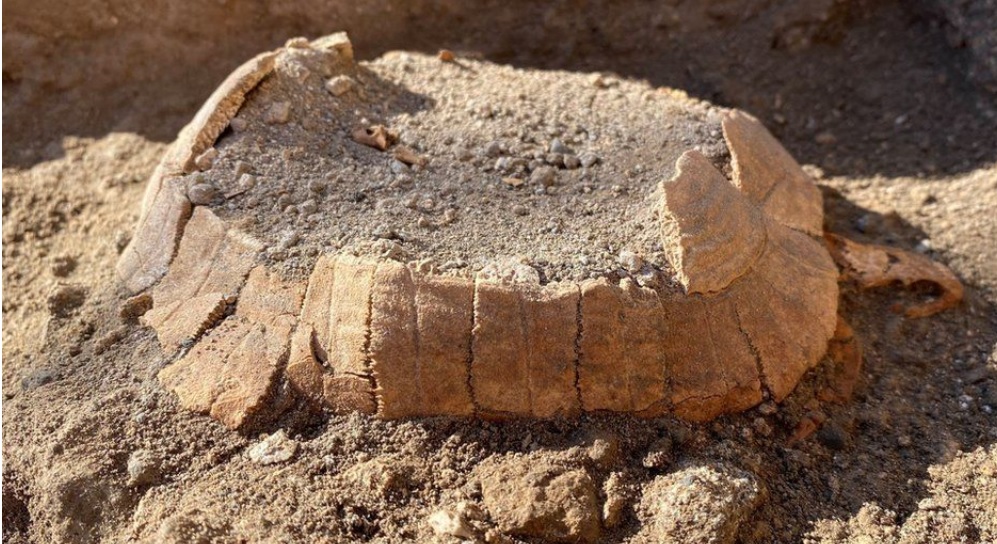 У Помпеях знайшли рештки вагітної черепахи