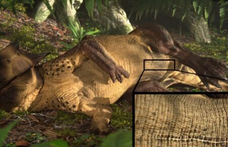 Палеонтологи показали, як виглядав пупок динозавра 