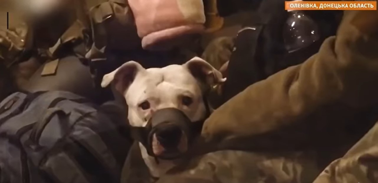 Оккупанты украли собаку у пленной защитницы «Азовстали» и подарили кадырову (видео)