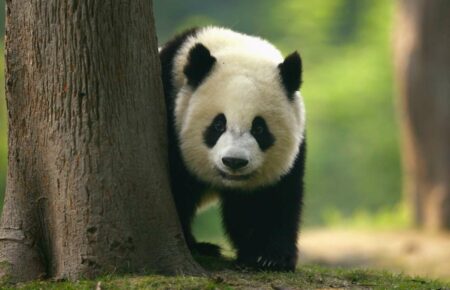 Британия отправила двух единственных в стране панд обратно в Китай