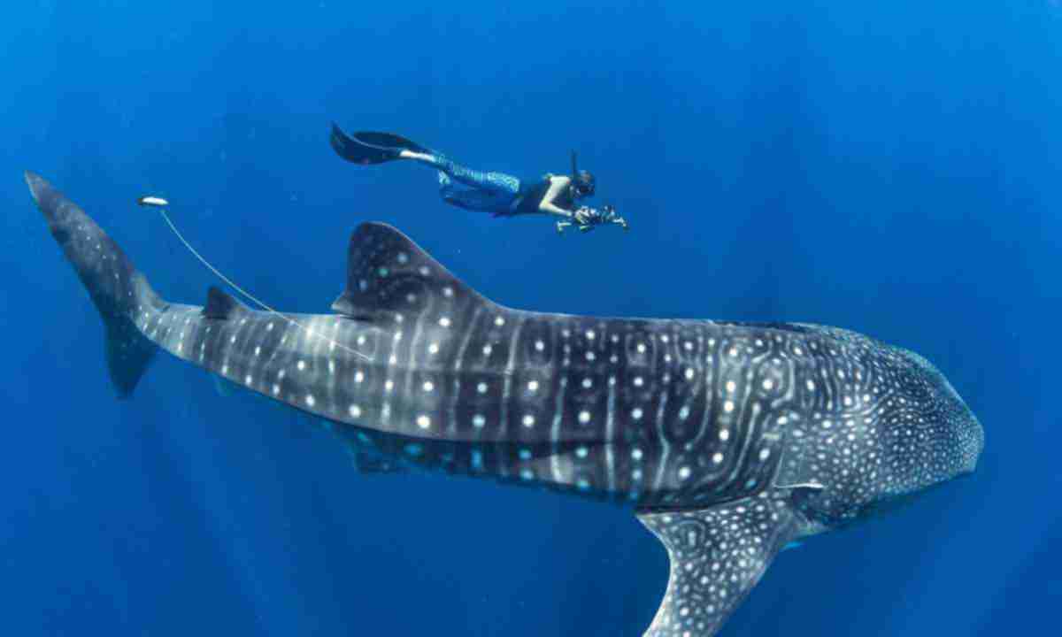 Китові акули виявилися найбільшими у світі всеїдними тваринами