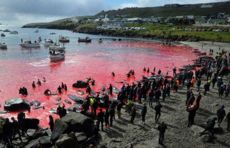 На Фарерських островах видали черговий дозвіл на полювання на дельфінів