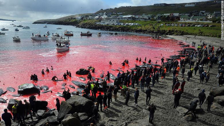 На Фарерських островах видали черговий дозвіл на полювання на дельфінів