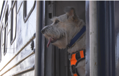 Дуже пухнаста та красива: у Дніпрі собака Ніколь допомагає своїй господарці працювати на евакуаційних рейсах