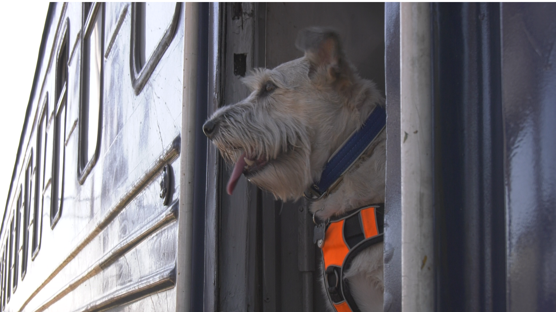 Дуже пухнаста та красива: у Дніпрі собака Ніколь допомагає своїй господарці працювати на евакуаційних рейсах