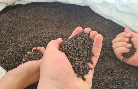 Правительство Канады передало Украине 140 тонн семян гречихи