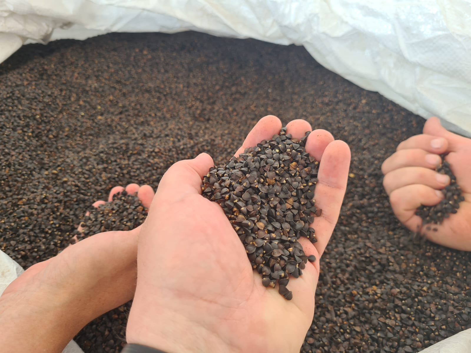 Правительство Канады передало Украине 140 тонн семян гречихи