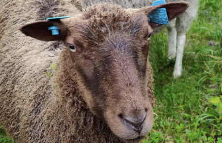 В Финляндии можно онлайн наблюдать за жизнью овец в Национальном парке (видео)