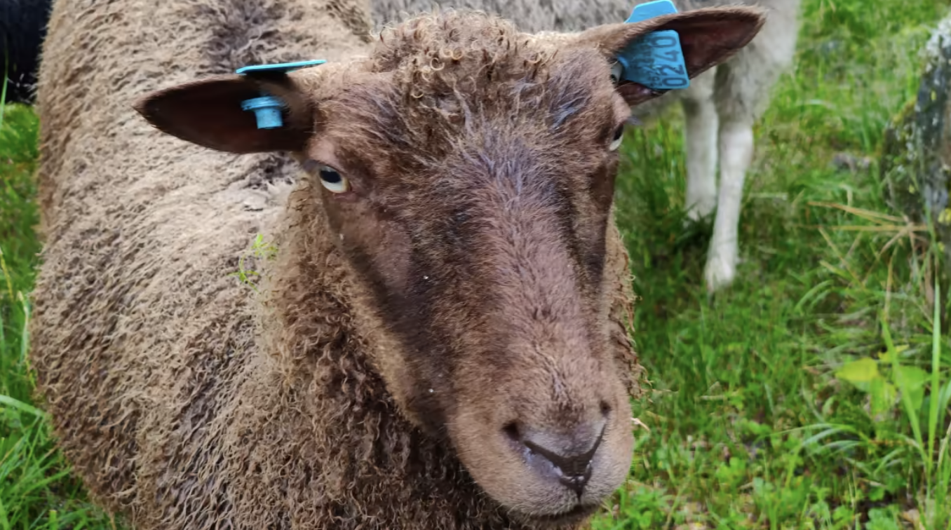 В Финляндии можно онлайн наблюдать за жизнью овец в Национальном парке (видео)