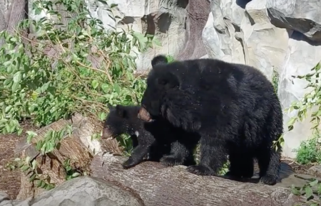 В киевском зоопарке медвежонок впервые вышел на прогулку в вольер (видео)