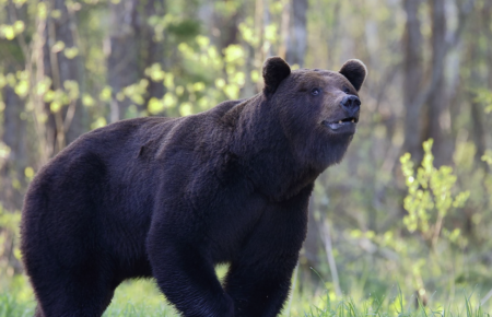 «Бескровная охота»: фото рычащего медведя победило на конкурсе в Эстонии (фото)