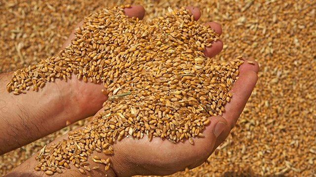 Росія вкрала українського зерна щонайменше на мільярд доларів —  Bloomberg