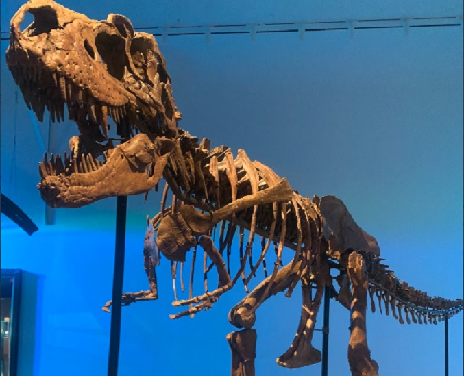 У США на аукціоні продали скелет стародавнього динозавра 