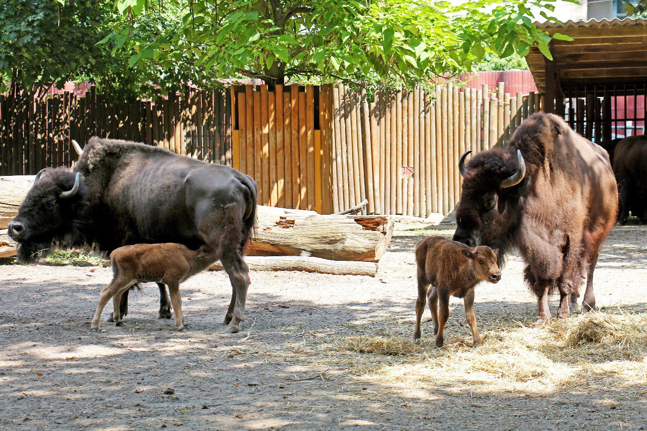 В Киевском зоопарке родились два детеныша бизона (фото)