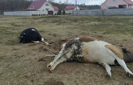 Ukraine needs at least 50,000 cows to save the dairy industry after war, occupiers purposefully destroying the capacities of dairy farms — director of the Association of Dairy Producers