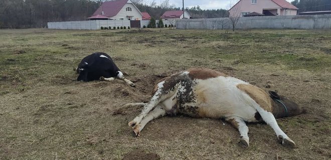 Ukraine needs at least 50,000 cows to save the dairy industry after war, occupiers purposefully destroying the capacities of dairy farms — director of the Association of Dairy Producers