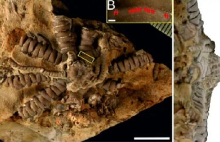 Польські палеонтологи назвали знайдену в Африці морську лілію на честь Зеленського