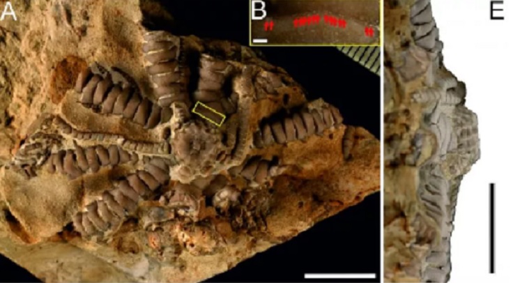Польські палеонтологи назвали знайдену в Африці морську лілію на честь Зеленського
