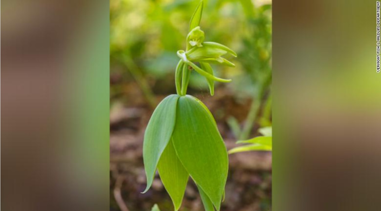 У США знайшли рідкісну орхідею, яку 120 років вважали вимерлою