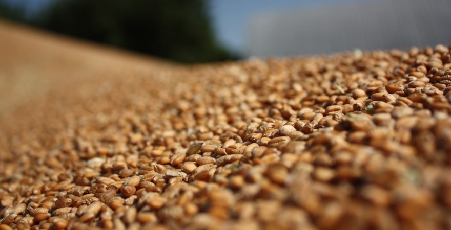 Угорщина домовилася з трьома сусідніми країнами про продовження заборони на імпорт українського зерна