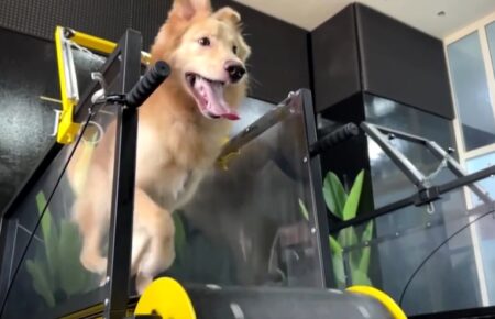 В ОАЕ відкрили перший тренажерний зал для собак