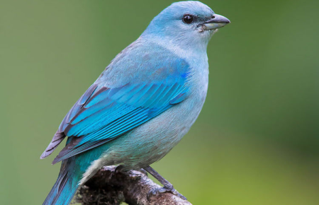 Европейские птицы теряют цвет из-за климатических изменений — The Independent
