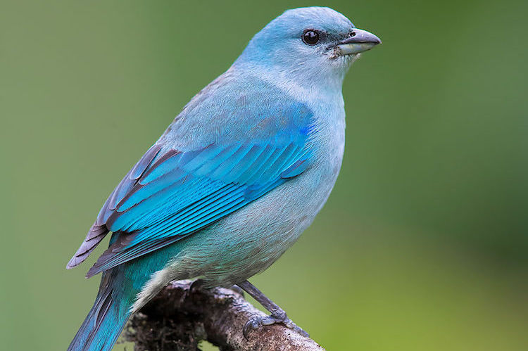 Європейські птахи втрачають колір через кліматичні зміни — The Independent