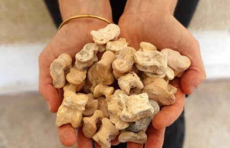 Археологи знайшли в Ізраїлі стародавню гру з кісток