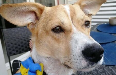 «Ірпінь поїхав у нове життя за 5700 км і він дуже щасливий» — історія пса з Київщини, який тепер живе в Португалії (фото)