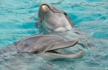 Дельфины сбиваются в стаи, чтобы соблазнять самок и устранять конкурентов
