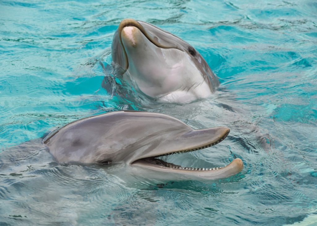Дельфины сбиваются в стаи, чтобы соблазнять самок и устранять конкурентов
