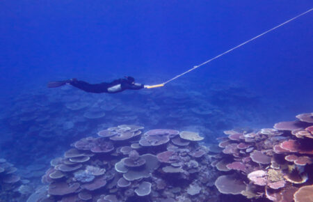 У деяких частинах Великого Барʼєрного рифу зафіксували найбільшу кількість коралів за 36 років