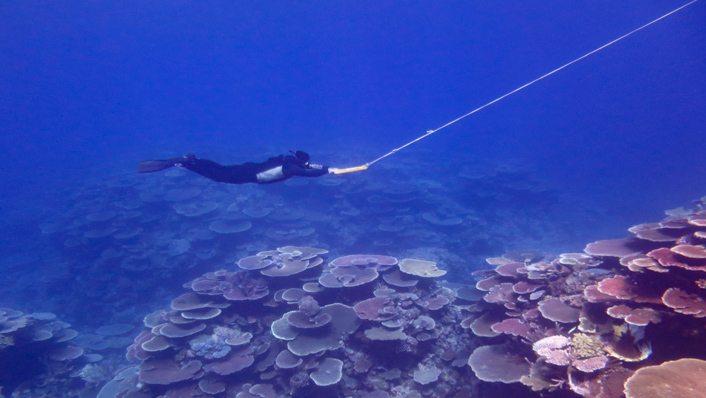 У деяких частинах Великого Барʼєрного рифу зафіксували найбільшу кількість коралів за 36 років