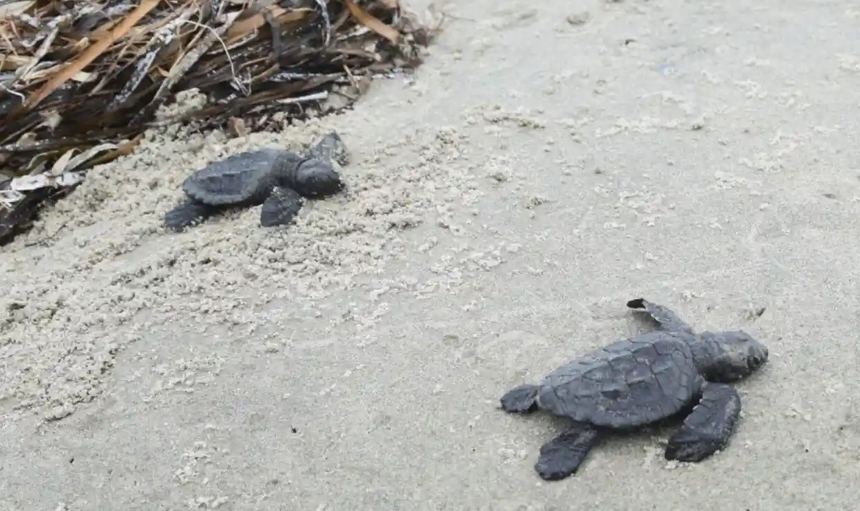 В американському штаті Луїзіана вперше за 75 років виявили найменших у світі морських черепах