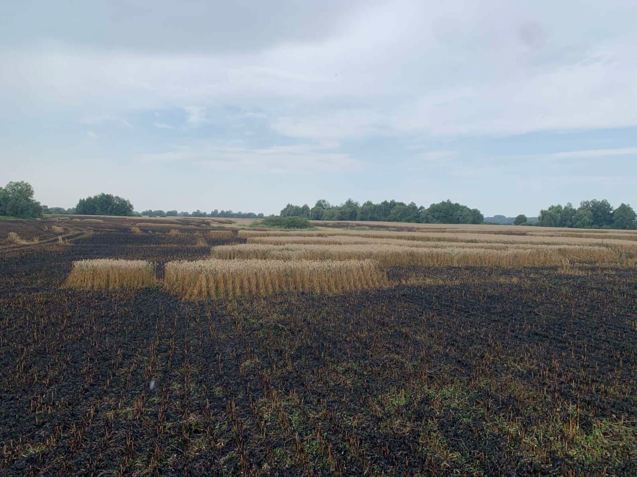 Окупанти спалили поле з пшеницею на Сумщині