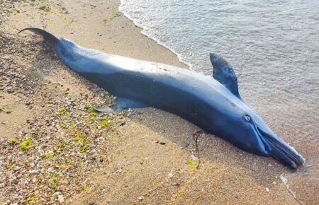 Кількість дельфінів, загиблих від російських кораблів з початку повномасштабного вторгнення, може сягати 50 тисяч — біолог