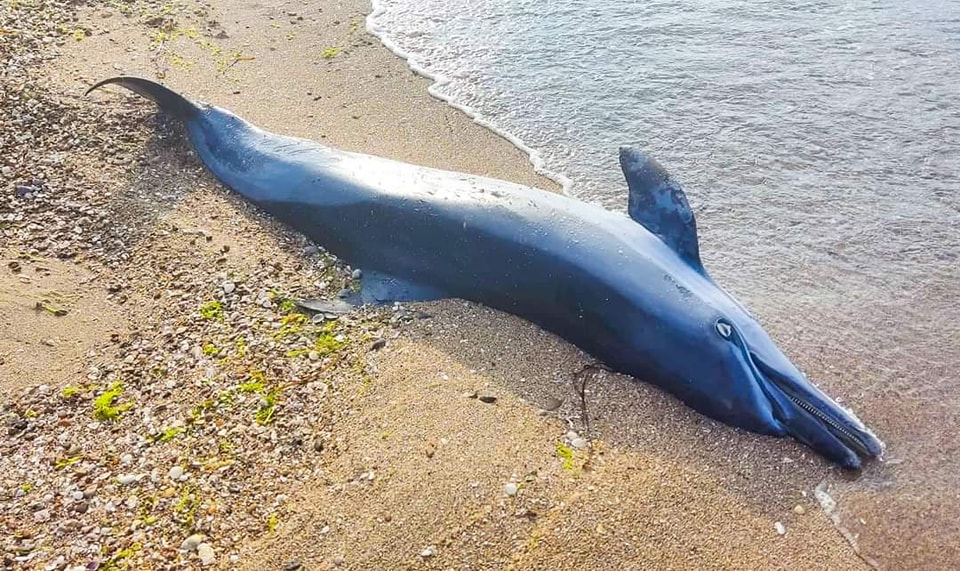 Кількість дельфінів, загиблих від російських кораблів з початку повномасштабного вторгнення, може сягати 50 тисяч — біолог