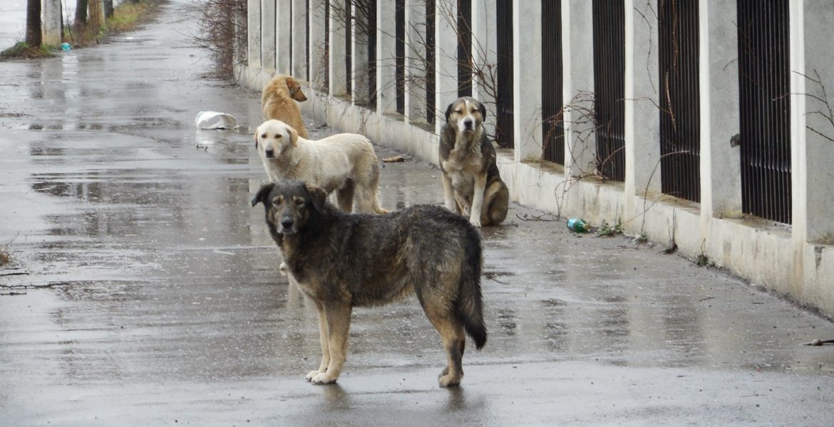 На Житомирщині чоловіка засудили до 5 років тюрми за жорстоке вбивство собак