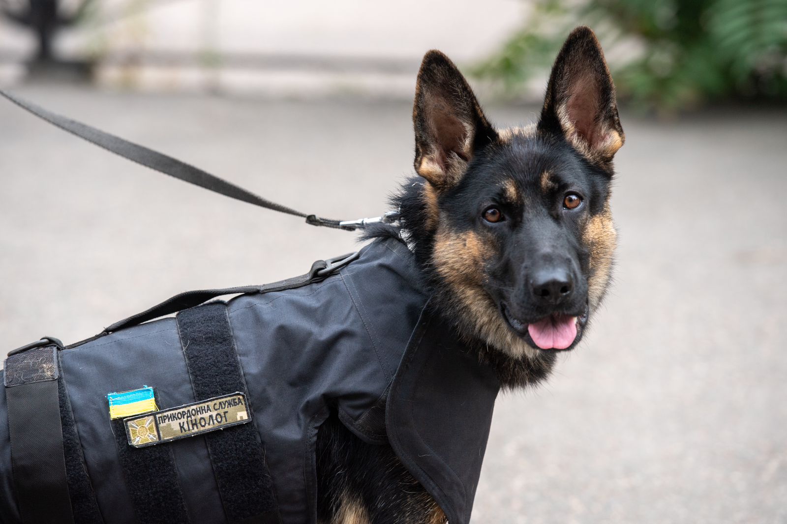 Служебные собаки пограничников получили защитную амуницию из Нидерландов (фото)