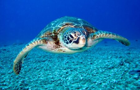 У світі за останні 30 років незаконно вбили понад 1,1 мільйона морських черепах