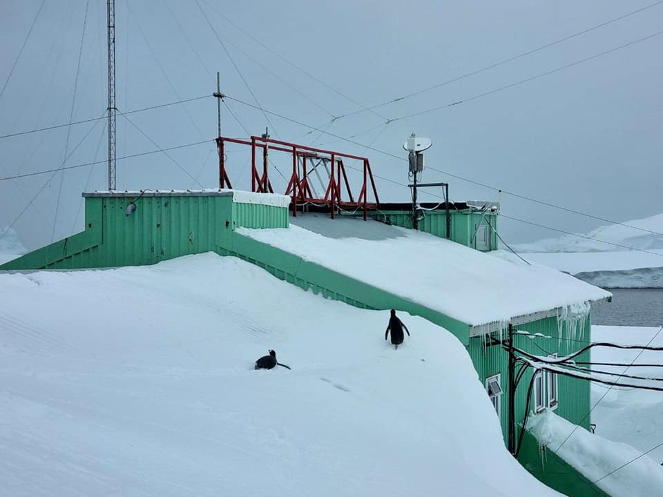 «Пінгвіни ходять дахом будівель» — на станції «Академік Вернадський» зафіксували новий сніговий рекорд (ФОТО)