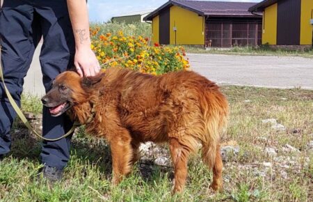 Помер пес Крим, поранений під час ракетного удару по Дніпру