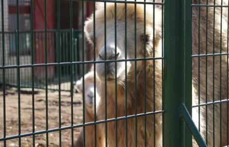 «Старший за мене тут — тільки алігатор Вася»: директор зоопарку в Миколаєві про життя тварин в умовах війни