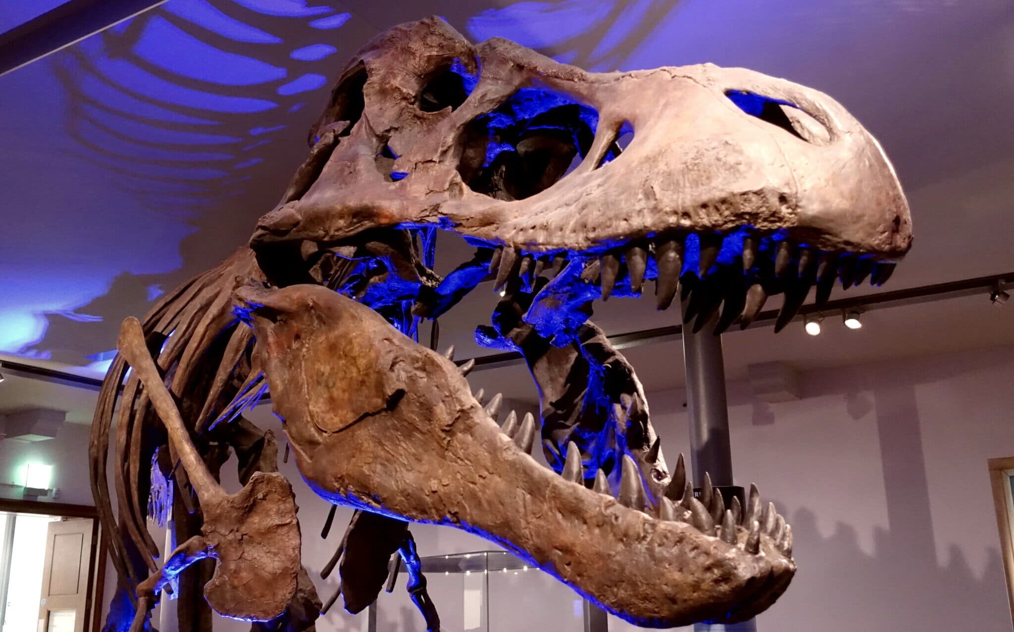 Із аукціону зняли скелет тиранозавра, який оцінили у 25 млн доларів через підозру у підробці