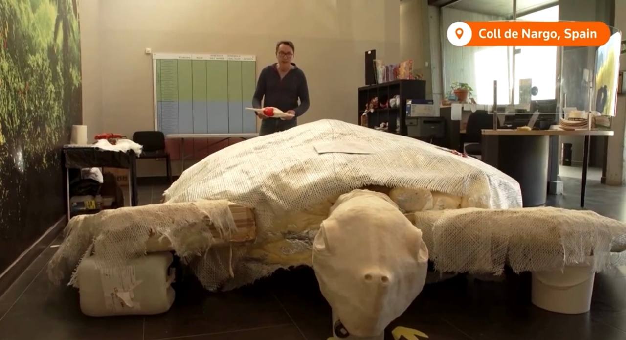 В Испании нашли окаменелости черепахи размером с автомобиль