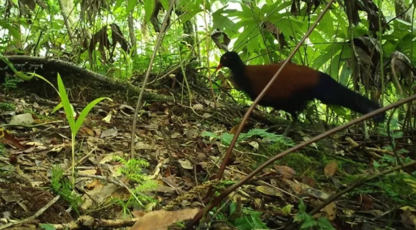 В Папуа Новой Гвинее снова нашли палому, птицу считали вымершей в течение 140 лет
