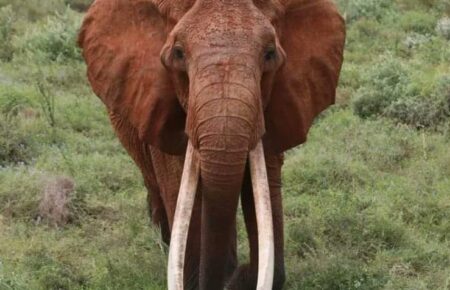 Ботсвана пригрозила передати Німеччині 20 тисяч слонів у відповідь на ініціативу заборонити ввезення мисливських трофеїв